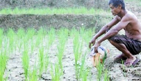 Kriteria dari penerima manfaat program ini diantaranya adalah mereka yang belum bankable (tidak bisa menerima pinjaman kur), statusnya petani pra sejahtera serta memiliki potensi produktifitas dalam menggarap. Sketsa Gambar Petani Sedang Bekerja - 5 Gambar Yang ...