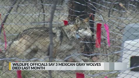 3 Mexican Gray Wolves Found Dead In Arizona New Mexico