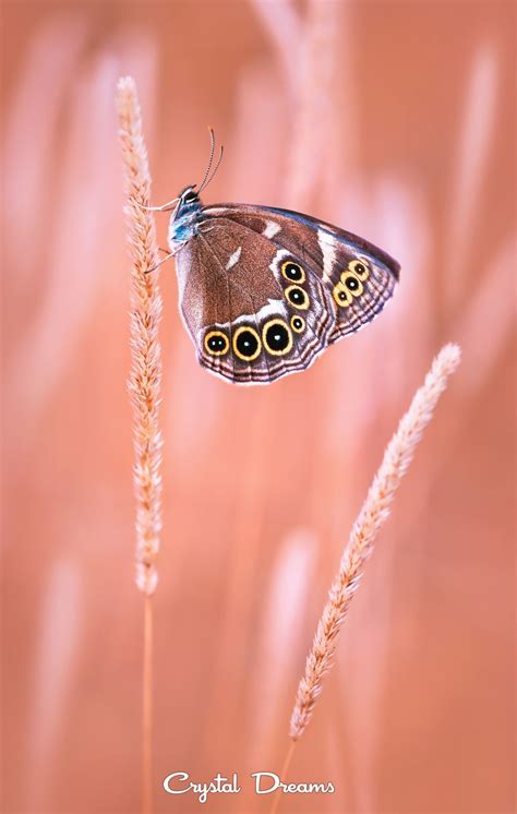 Princess By Tatiana Krylova On 500px Beautiful Butterflies