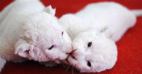 Cuddling White Lion Cubs And 15 More Of The Weeks Best