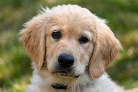 Golden Retriever Puppies Everything You Need To Know