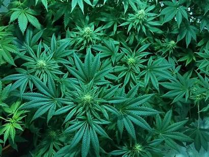 Marijuana Canopy Weed Largest Growth Toronto Business