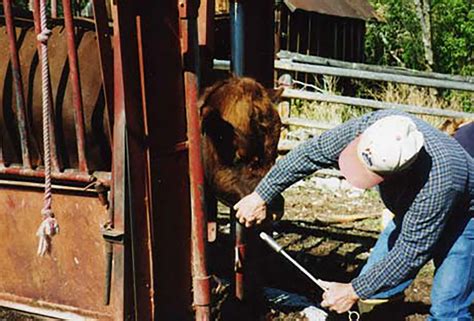 Diagnosing And Treating Hardware Disease In Cattle Countryside