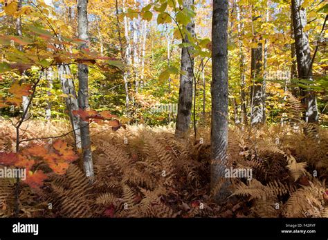 Woods In Autumn Stock Photo Alamy