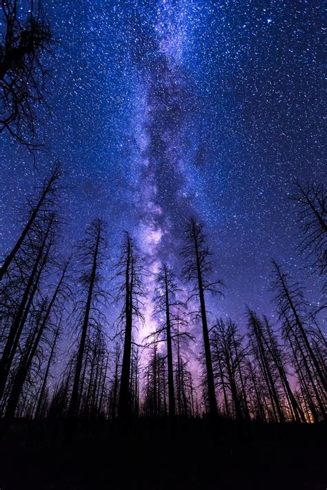 Forest Galaxy Wallpapers Top Free Forest Galaxy Backgrounds