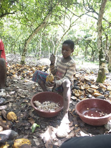 Child Labor And Slavery In The Chocolate Industry Food Empowerment