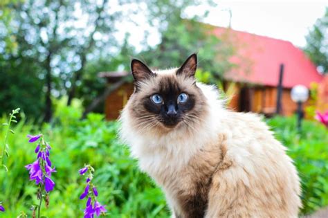 Balinese Cat Long Haired Siamese Cat Breed Profile Balinese Cat Long