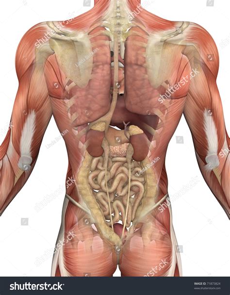 This video shows the process of imaging blood vessels in the descending colon. Male Torso Muscles Fadeout Revealing Internal Stock Illustration 71873824 - Shutterstock