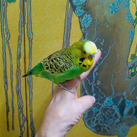 Parakeet Budgie Green