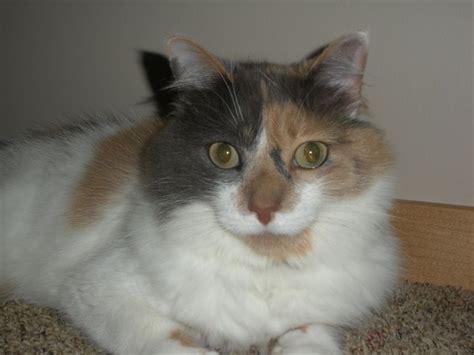 46 Best Pastel Calico Cats Images On Pinterest Calico Cats Pastel