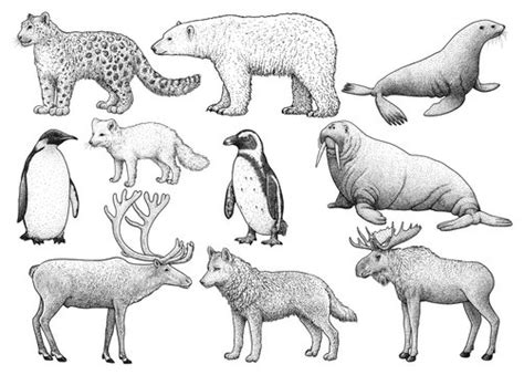 Arctic Tundra Animals And Plants