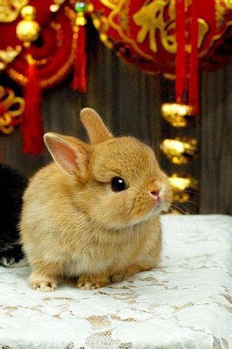 What A Stunning Netherland Dwarf Bunny Cute Baby Animals Cute