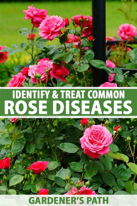 How To Identify And Treat Common Rose Diseases Gardeners Path Rose