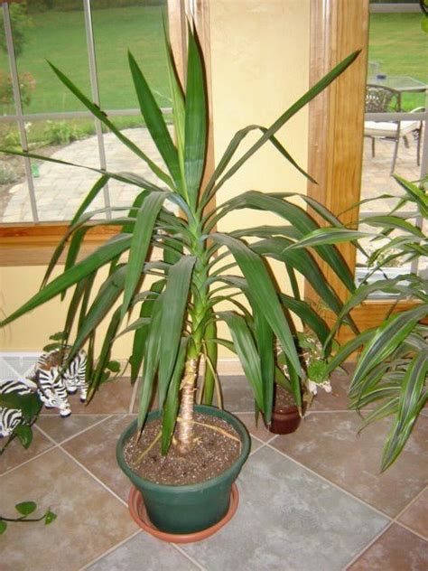 Shop a zillion things home. Yucca Plant Care - Houseplant Care Tips | STARTING TO ...