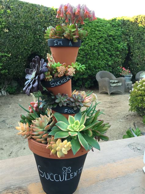 30 Succulents In Pots Ideas