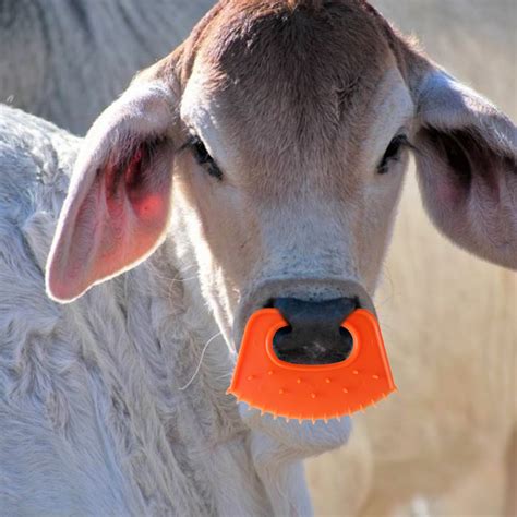 Cow Nose Weaner Calf Cattle Nose Clip Plastic Cow Nose Thorn Weaning