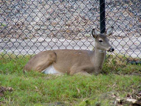 The Online Zoo White Tailed Deer