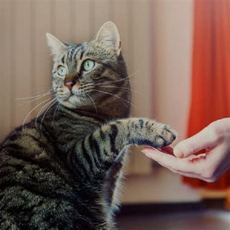 نکات کلیدی و مهم در تربیت گربه‌ که اگر بدانید زندگیتان را راحت‌تر می‌کند