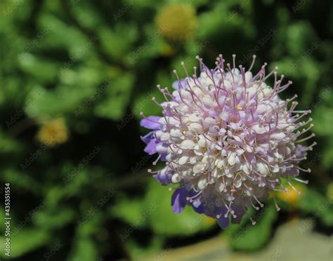 Dwarf Pincushion Flowers Are Native To Europe Africa And Asia They