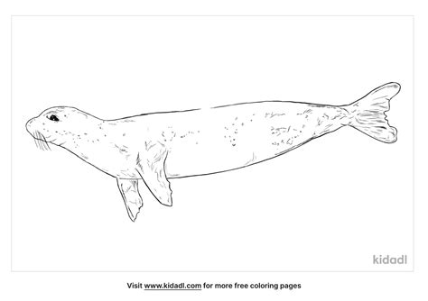 Free Mediterranean Monk Seal Coloring Page Coloring Page Printables