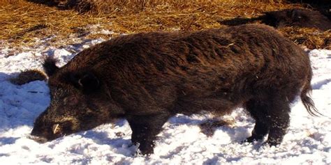 Officials Want Ban On Wild Boar Farming Because Of Feral Pigs Threat