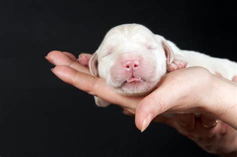 Newborn Golden Retriever Puppy Stock Photo Image Of Snout Male 14329734