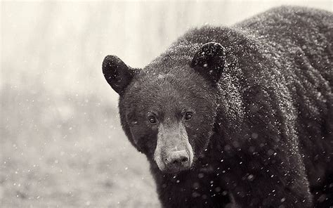 Thedaintysquid Snow Bear 3 By Dan Newcomb Photography On Flickr