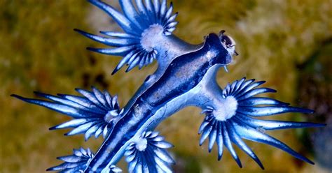 Absurd Creature Of The Week This Crazy Looking Sea Slug Has An