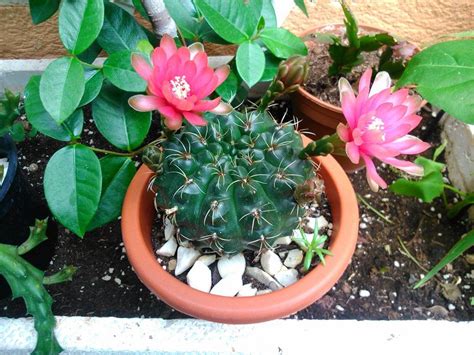 Posee una hilera de pétalos formando la corola o varias superpuestas. Imágenes de plantas bonitas y que cualquiera puede tener | Plantas bonitas, Imagenes de plantas ...
