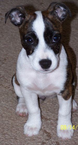 boston terrier jack russell mix google search pitbull terrier puppies puppy adoption