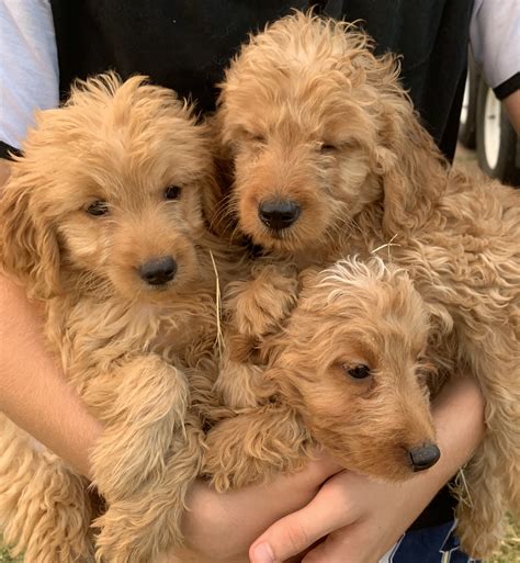 Available Goldendoodle Puppies For Sale Goldilocks Goldendoodles