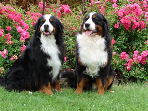 Bernese Mountain Dog Wallpapers Wallpaper Cave