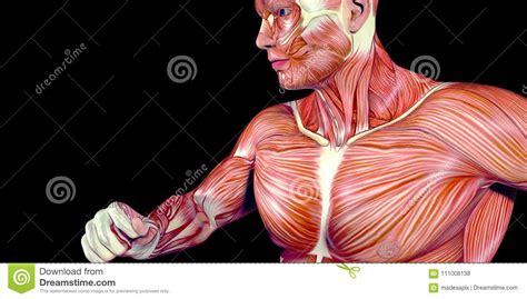 Human Male Body Anatomy Illustration Of The Human Arm With Visible