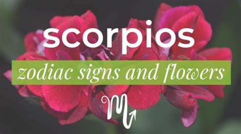 Zodiac Signs And Flowers Scorpio