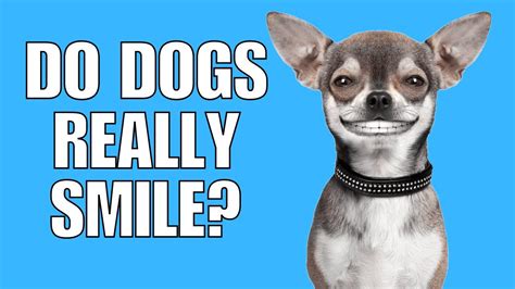 Do Dogs Really Smileunexpected Youtube