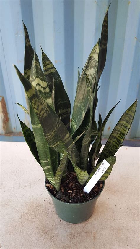 Buy Sansevieria Trifasciata Black Coral Snake Plant Mother In Laws