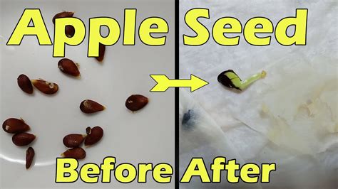 How To Germinate Apple Seed How To Grow Apple Seed Germinating