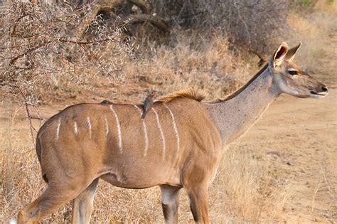 Encyclopaedia Of Babies Of Beautiful Wild Animals Kudus Of Africa