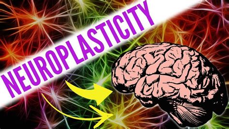 top 8 way increase neuroplasticity neuroplasticity brain tricks neural connections
