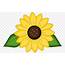 Download High Quality August Clipart Sunflower Transparent PNG Images 