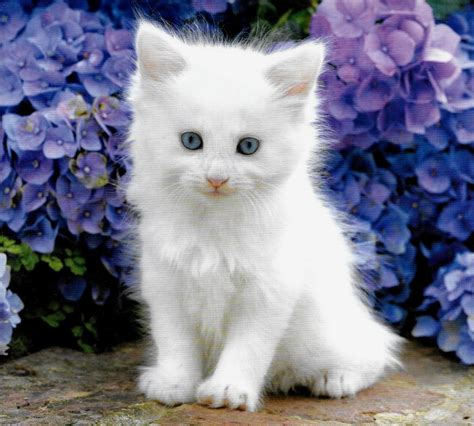 Cute Little White Baby Kitten Aww Baby Kittens Cats And Kittens