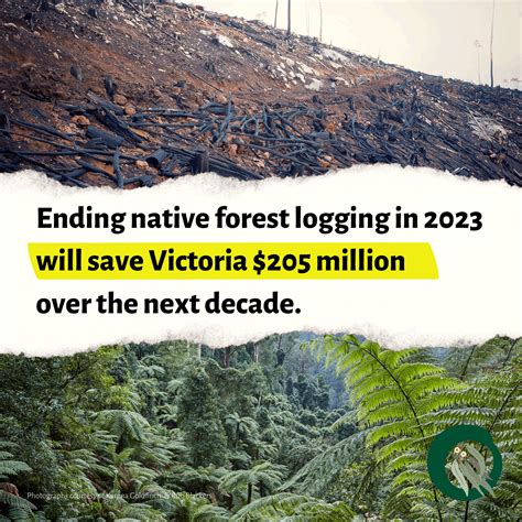 Media Release Greens Plan To End Native Forest Logging By 2023