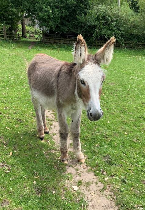 Royal Foal Celebrates First Birthday At The Donkey Sanctuary The