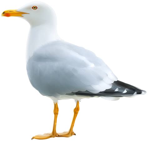 Seagull Clipart Png 20 Free Cliparts Download Images On Clipground 2023