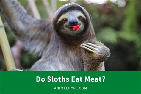 Do Sloths Eat Meat Animal Hype