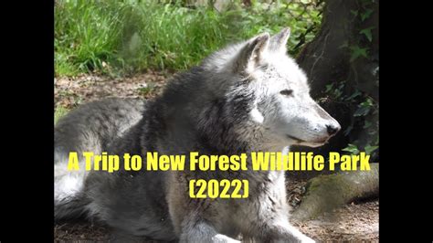 A Trip To New Forest Wildlife Park Youtube