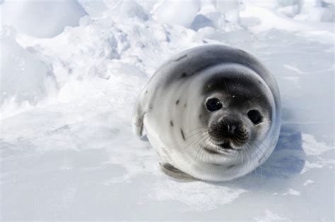 15 Times Baby Seals Were Just Water Puppies Cute Seals Baby Seal