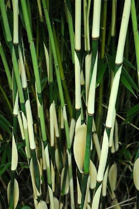 Fargesia Bamboo Seeds Privacy Garden Clumping Exotic Shade Seed