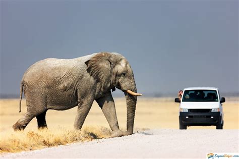 El gentilicio de los habitantes de madrid es madrileño o. 🥇Safari en Madrid 【2020】