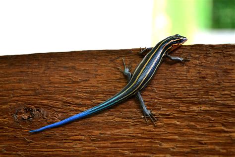Our Neck Of The Woods Five Lined Skink